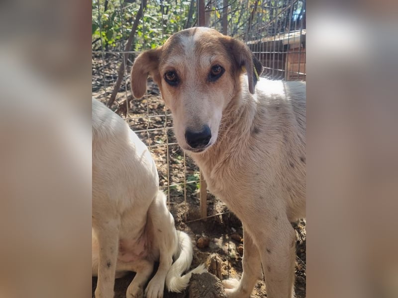 ♥NICOLA♥ hübsche, farbenfrohe,anfangs noch unsichere Hündin,die im Tierheim sehr gestresst ist 51 cm