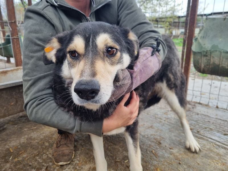 ♥EDANA♥ wunderschöne, tolle Hündin, die im Zwinger sehr eingeschüchtert wird 57 cm
