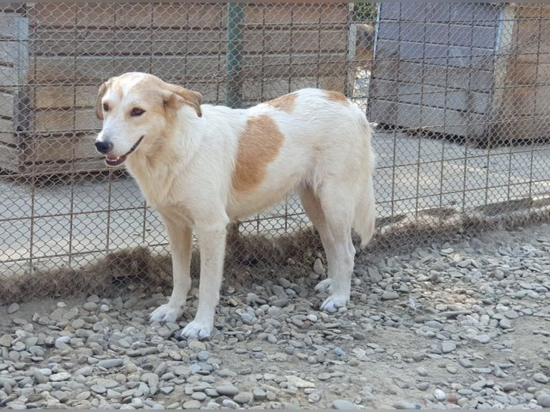 ♥CINDY♥ wunderschöne, neugierige Hündin, die noch unsicher im Umgang mit Menschen ist 54 cm