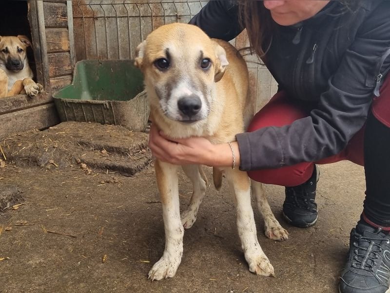 ♥BONNIE♥ zuckersüße, verspielte Junghündin, die schnell ausreisen sollte - wird größer
