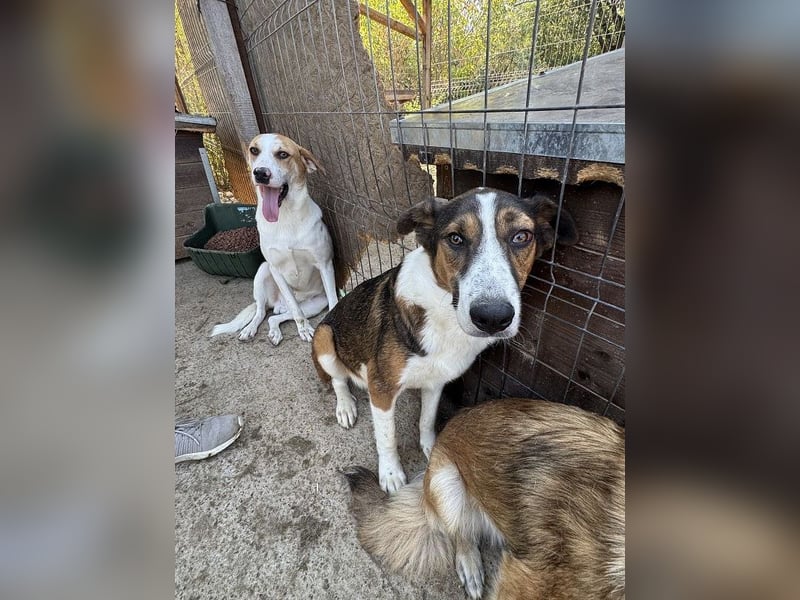 ♥MAIK♥ wunderschöner dreifarbiger, ganz lieber, noch etwas unsicherer Jungrüde 55 cm