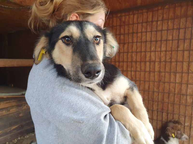 ♥ISABELLA♥ neu auf PS bei Köln - unglaublich verschmuste Schönheit mit ganz weichem Fell 51cm