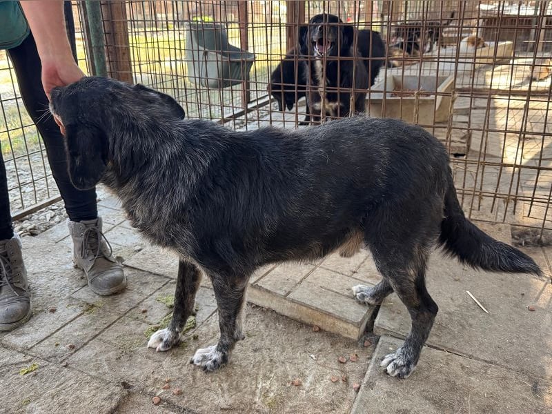 ♥JACKO♥ unglaublich lieber und menschenbezogener Senior, der schon 4 Jahre im Tierheim wartet 53 cm