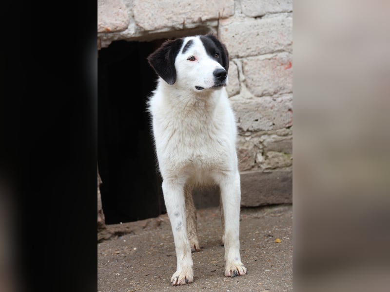 ⭐️SNOOPY⭐️, Spaßvogel und Spielkamerad, Rüde, 1,5 Jahre, 51 cm, Mischling, Tierschutz Rumänien