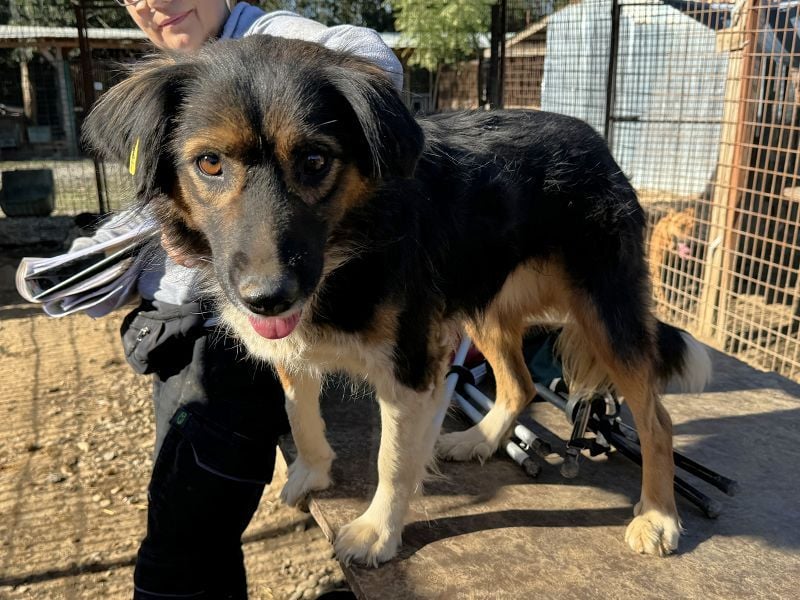 ♥MAUREEN♥ wunderschöne, ganz liebe Hündin mit dreifarbigem langen Fell 53 cm