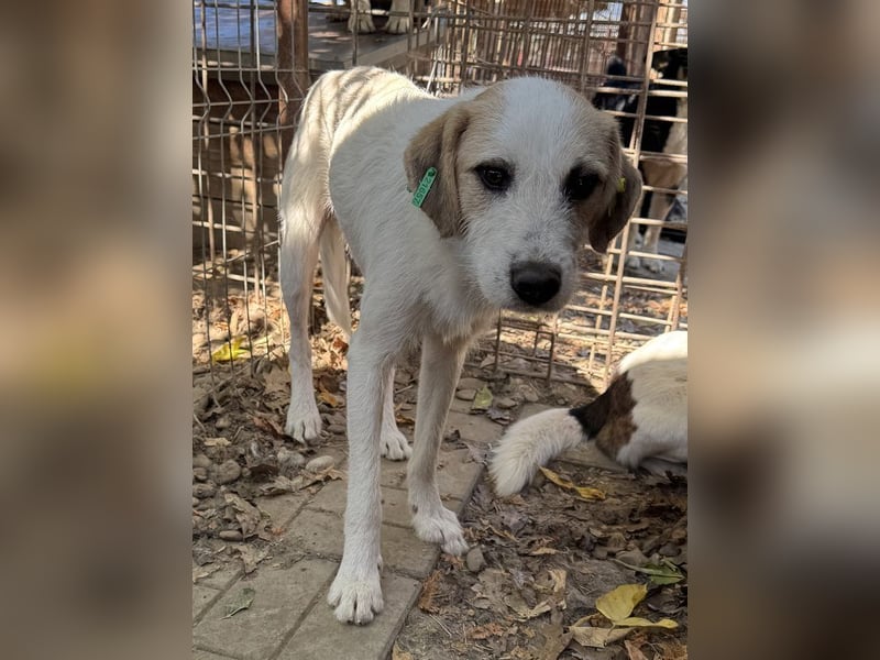 ♥MARLON♥ neu auf Pflegestelle bei Köln - lieber, zurückhaltender, zu dünner Drahthaar-Rüde 54cm