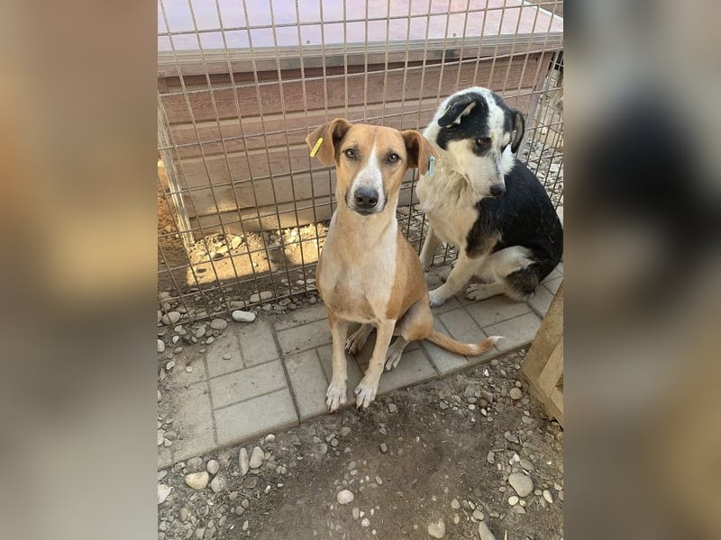 ♥OLIVIA♥ zuckersüße, sehr liebe Hündin, die im Tierheim anfangs noch vorsichtig ist 59 cm