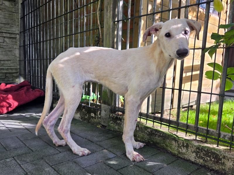 ♥NALA♥ am 11.Okt bei "Tiere suchen ein Zuhause" - süße, verschmuste, viel zu dünne Juniorin 53 cm
