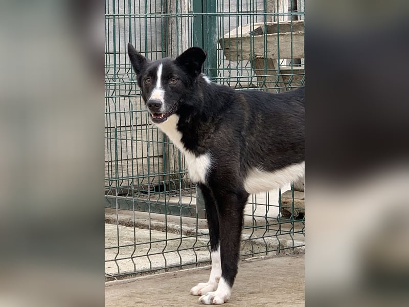 ⭐️CODI⭐️, Border Collie-Mischling, 8 Jahre, 54 cm, Mischling, Tierschutz Rumänien