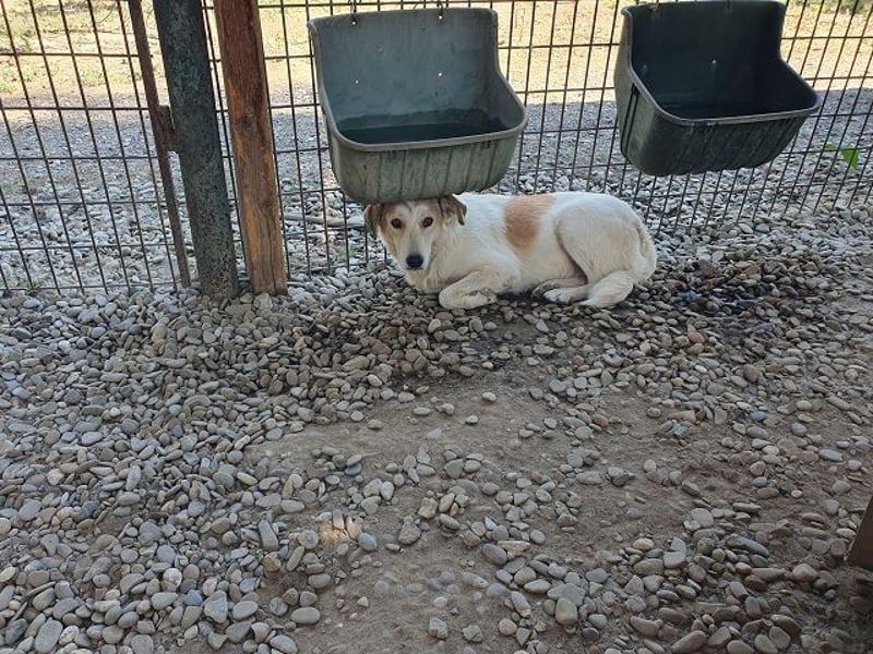 ♥CINDY♥ wunderschöne, neugierige Hündin, die noch unsicher im Umgang mit Menschen ist 54 cm