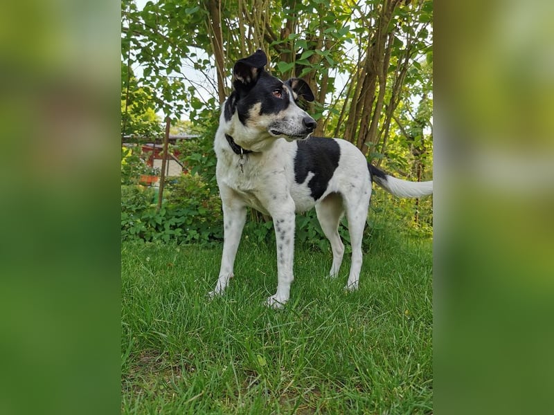 ♥AMANDA♥ auf Pflegestelle in Köln - süße, verschmuste und unkomplizierte Hündin 54 cm