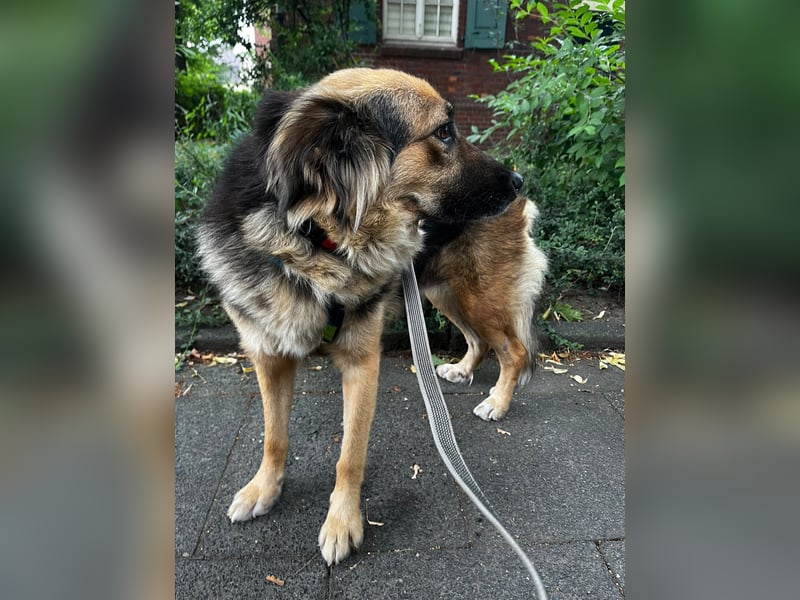 DIANA, coole Begleiterin, 4 Jahre, 55 cm, Pflegestelle Duisburg, Tierschutz Rumänien