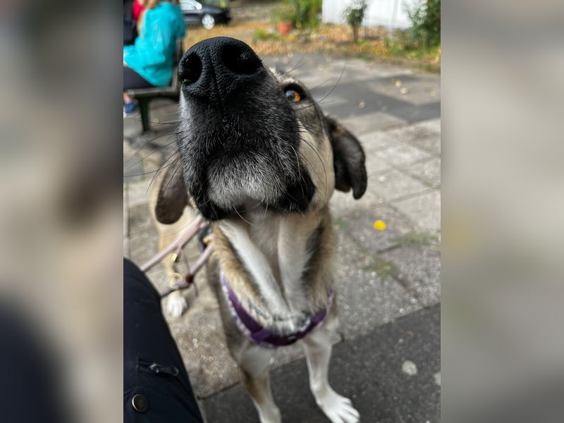 BRANA, tolle Charakterhündin, 2,5 Jahre, Pflegestelle 46359, 60 cm, Tierschutz Rumänien