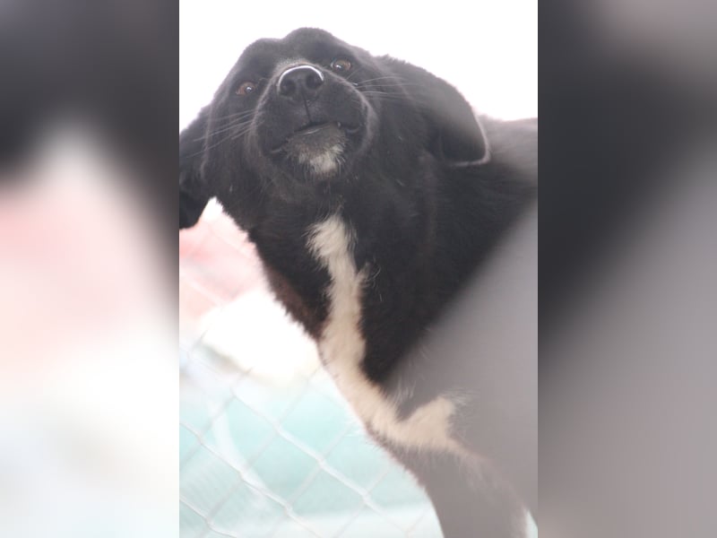 TAIN, sucht Hundeprofis, 10 Monate, 54 cm, Rüde, Herdenschutz-Mix, Tierschutz Rumänien