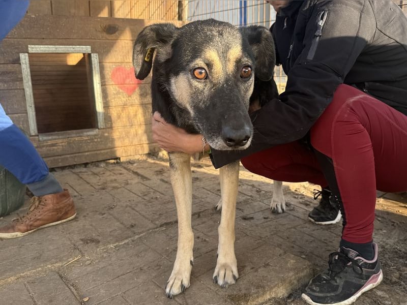 ♥KAURI♥ sehr zutraulicher, armer Rüde, dem die Verzweiflung ins Gesicht geschrieben steht 57 cm