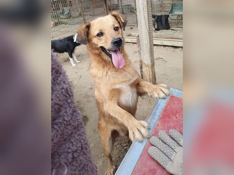 ♥JAKOB♥ süßer, anhänglicher Rüde voller Emotionen, der so viel Herz und Lebensfreude hat 56 cm