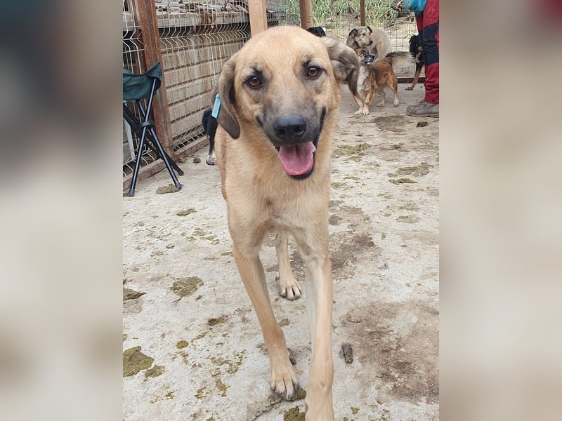 ♥MIRO♥ wunderschöner, ganz liebenswerter Schatz, der sicher schnell Vertrauen fasst 57 cm