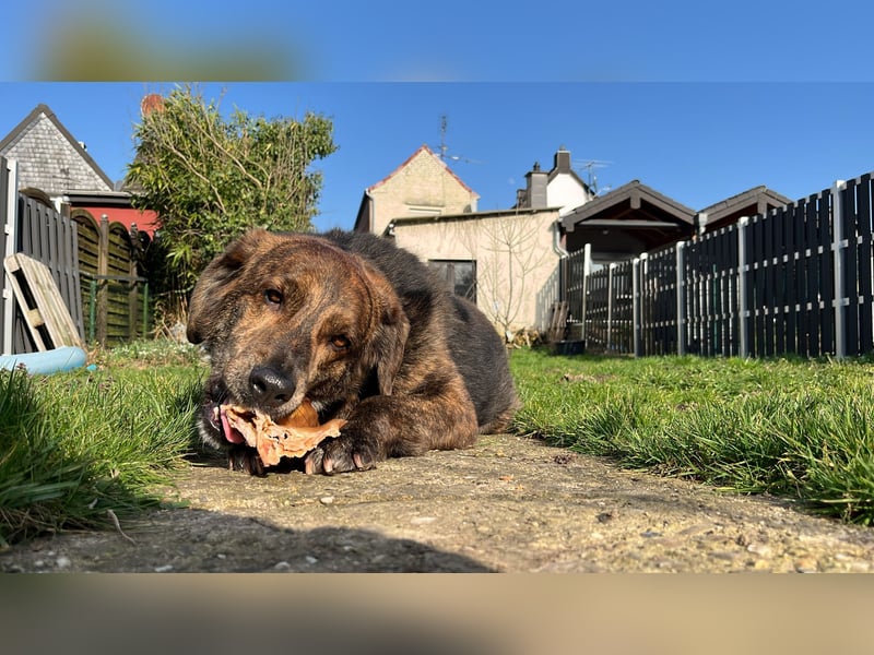 Henry wartet in 41569 Rommerskirchen