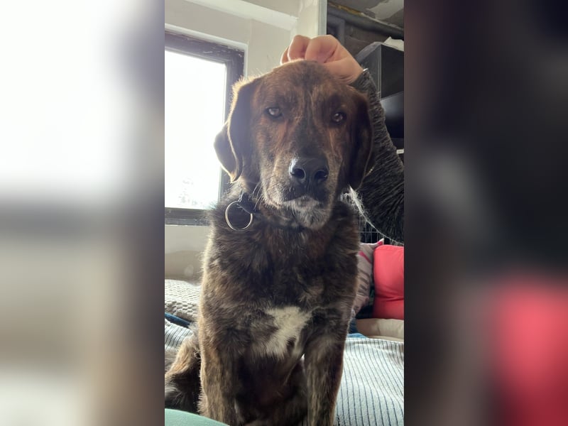 Henry wartet in 41569 Rommerskirchen