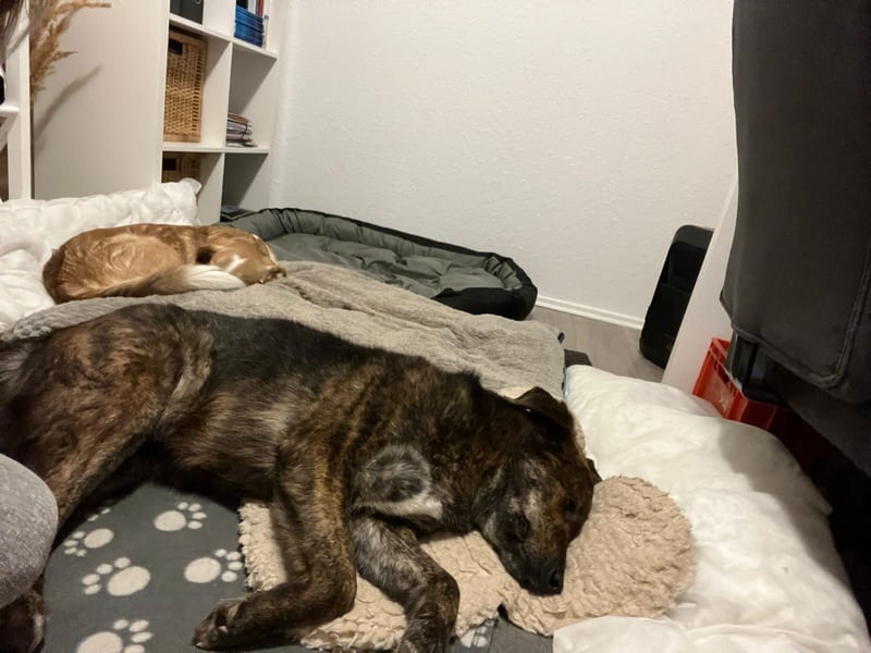 Henry wartet in 41569 Rommerskirchen