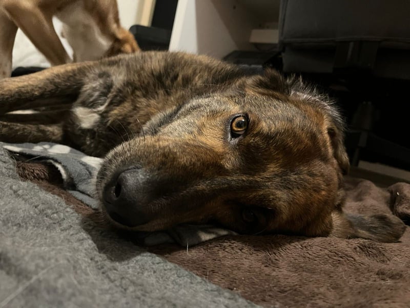 Henry wartet in 41569 Rommerskirchen