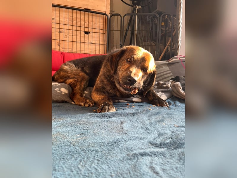 Henry wartet in 41569 Rommerskirchen