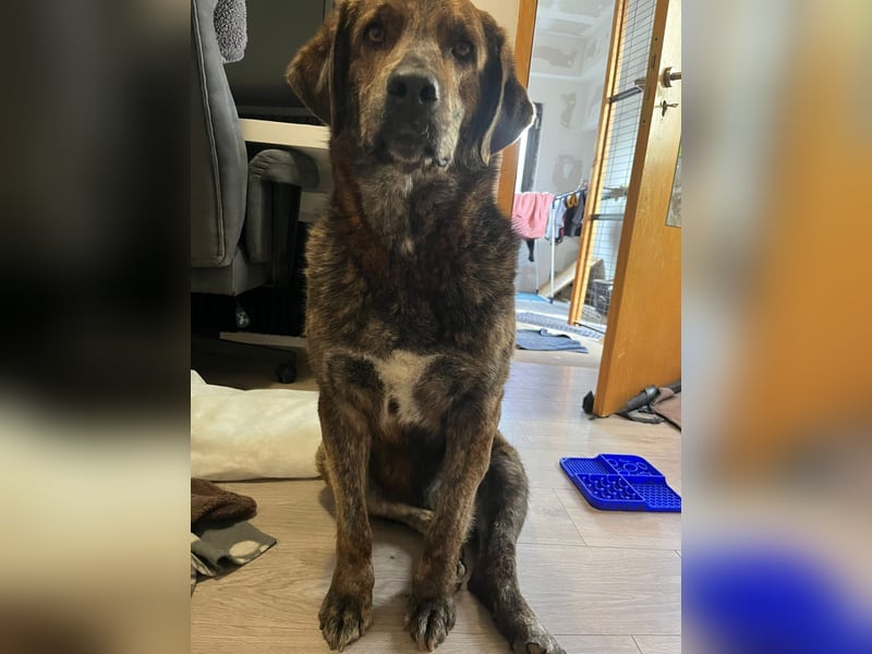 Henry wartet in 41569 Rommerskirchen