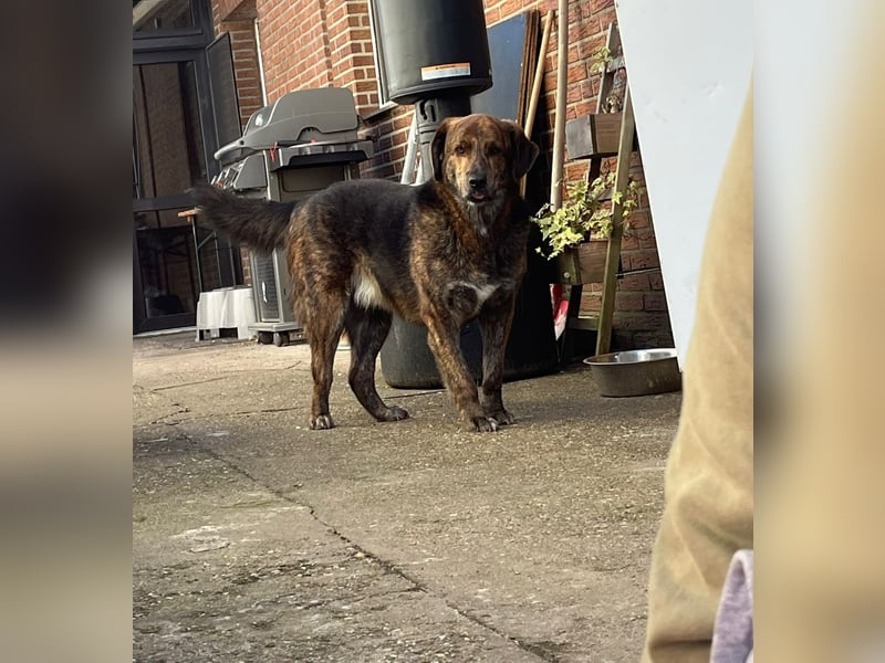 Henry wartet in 41569 Rommerskirchen