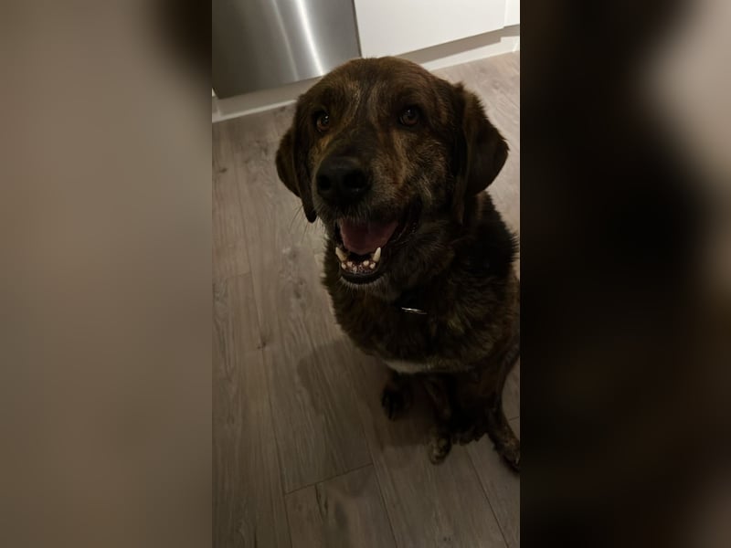 Henry wartet in 41569 Rommerskirchen