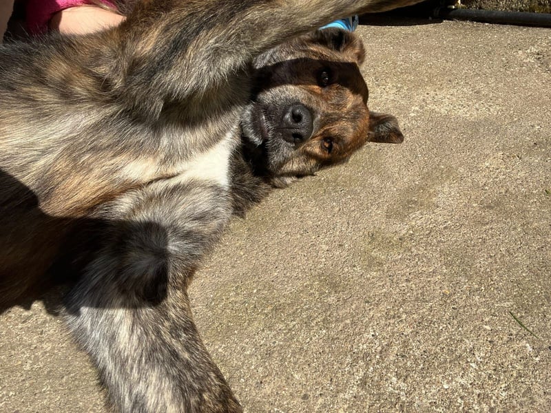 Henry wartet in 41569 Rommerskirchen