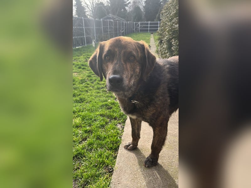 Henry wartet in 41569 Rommerskirchen