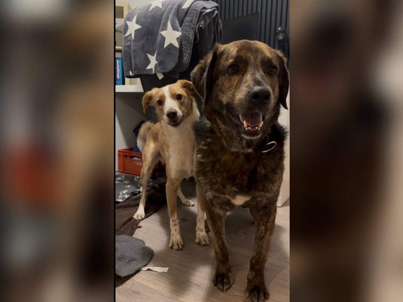 Henry wartet in 41569 Rommerskirchen