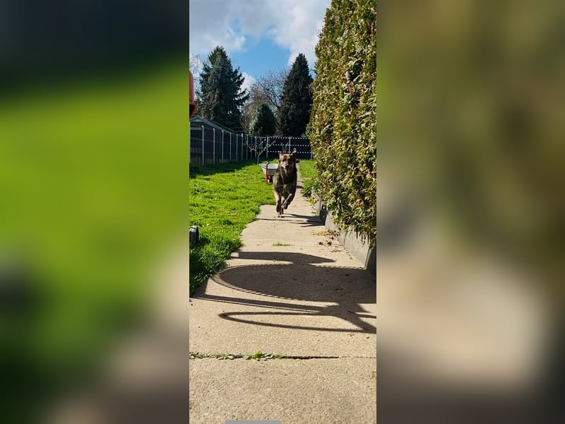 Henry wartet in 41569 Rommerskirchen