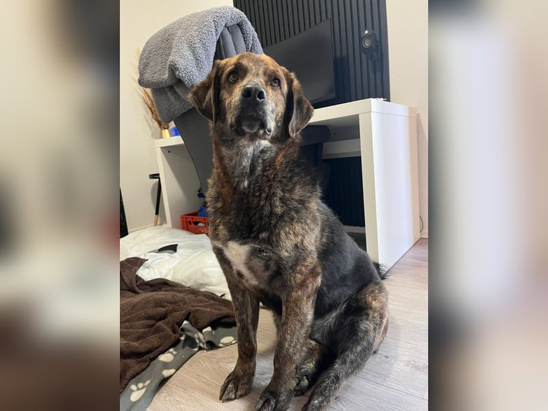 Henry wartet in 41569 Rommerskirchen