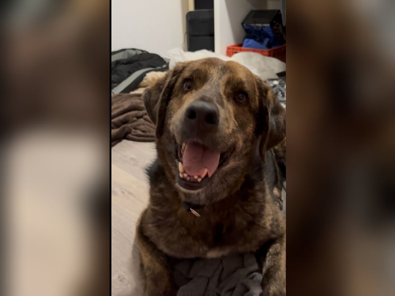 Henry wartet in 41569 Rommerskirchen