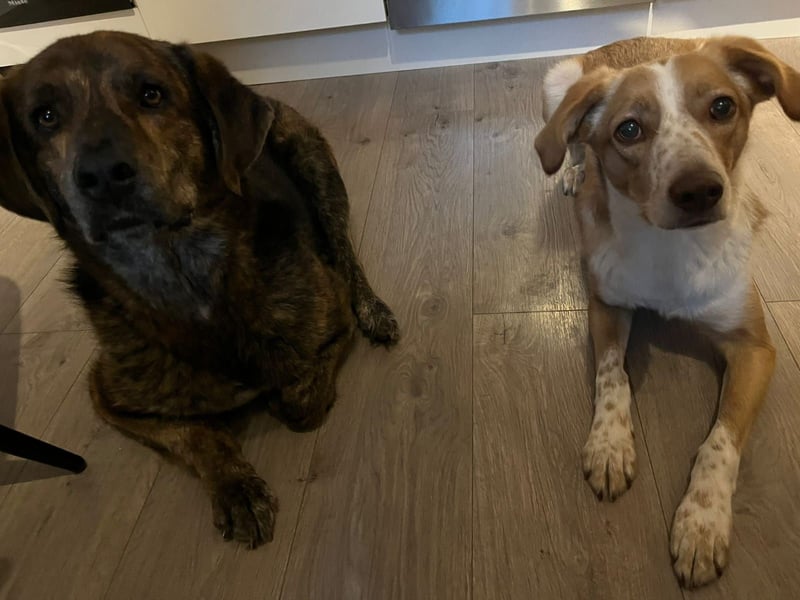 Henry wartet in 41569 Rommerskirchen