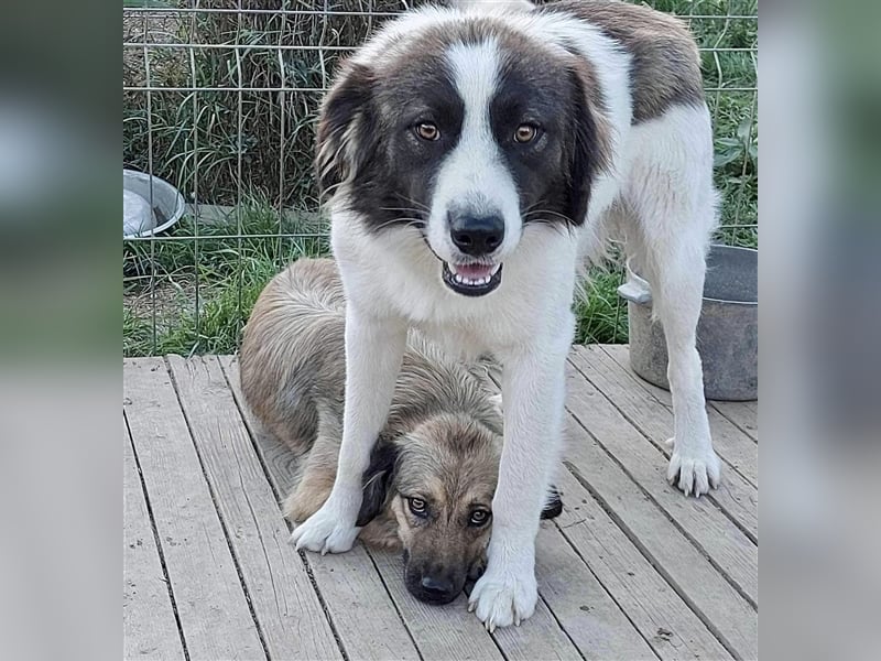 Mugurel, der mit dem großen Herzen