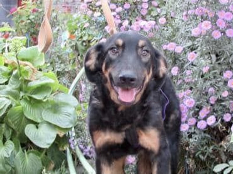 Hugo - Schäferhundemix