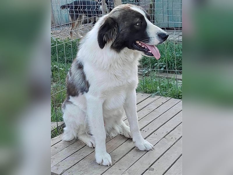 Mugurel, der mit dem großen Herzen