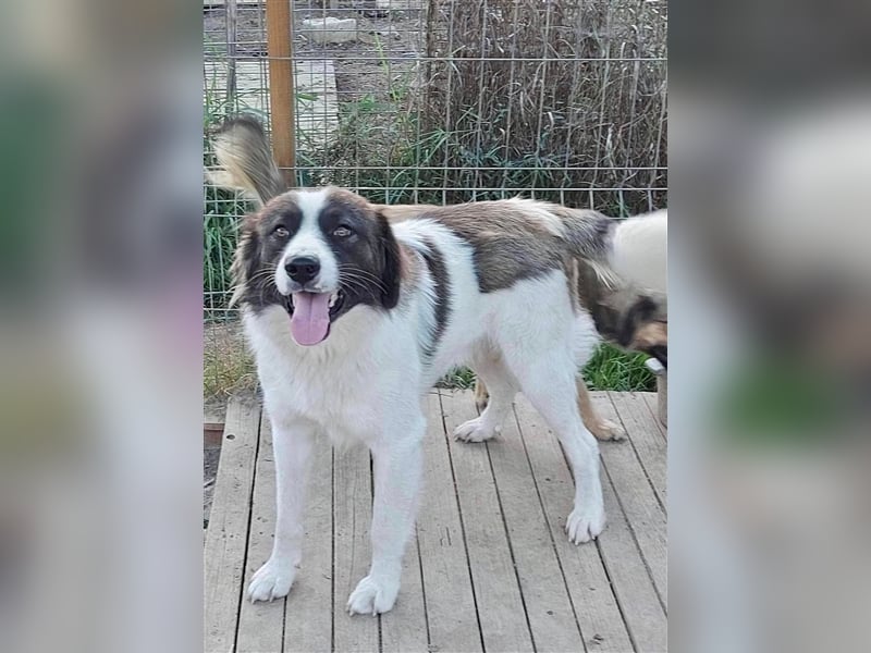 Mugurel, der mit dem großen Herzen