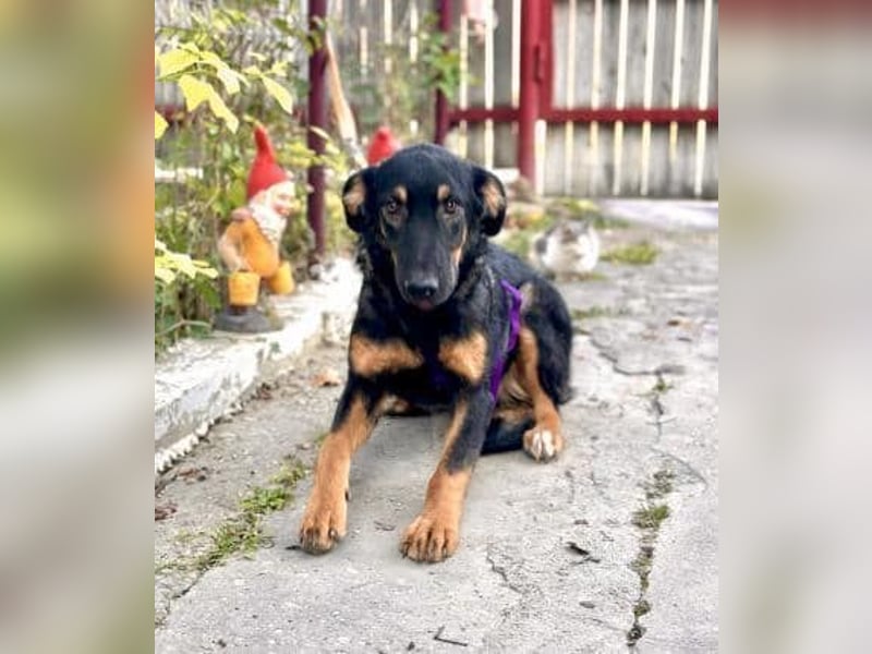 Hugo - Schäferhundemix