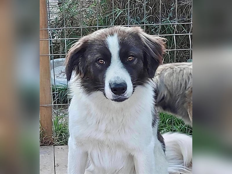 Mugurel, der mit dem großen Herzen