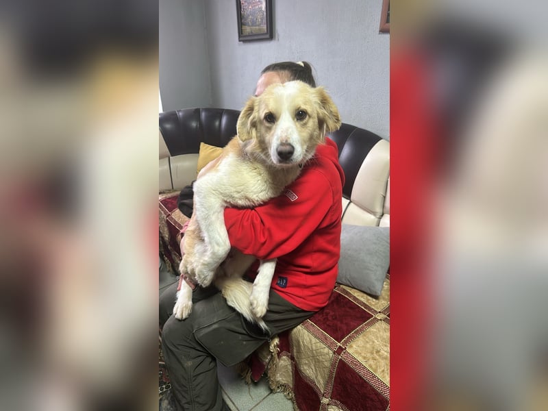 Menschenbezogene und ausgeglichene Hündin Leyla ❤️ sucht ihr Zuhause