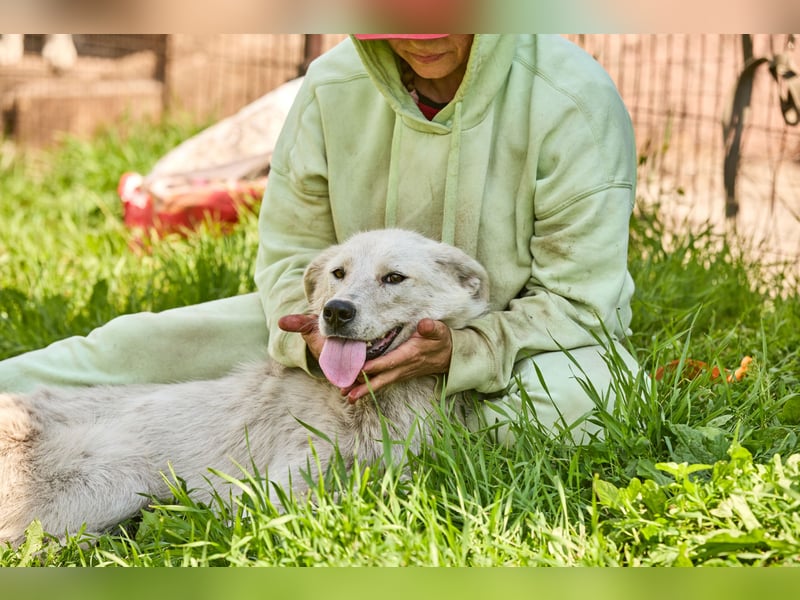 Darya ❤️ Sanfte Hündin sucht ein Zuhause mit Geduld und Verständnis
