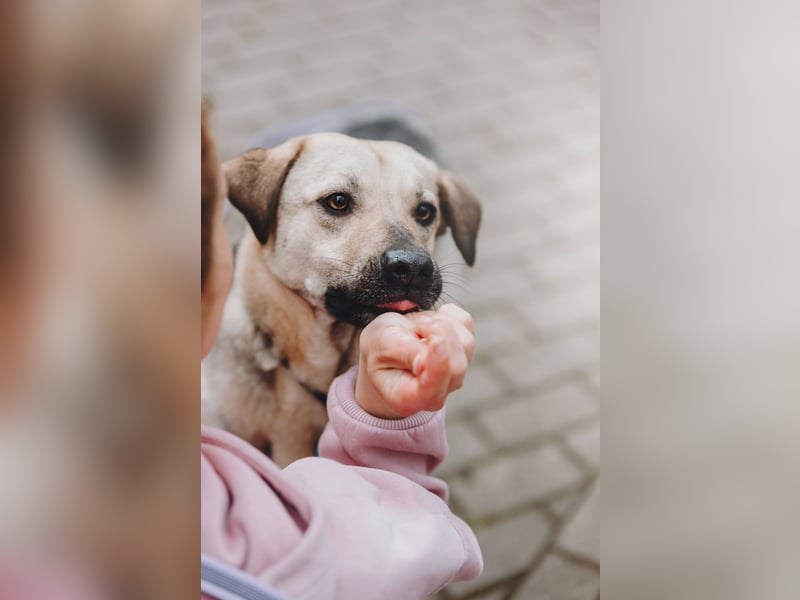Vincent ❤️ treuer Begleiter sucht Menschen mit Herz und Verständnis