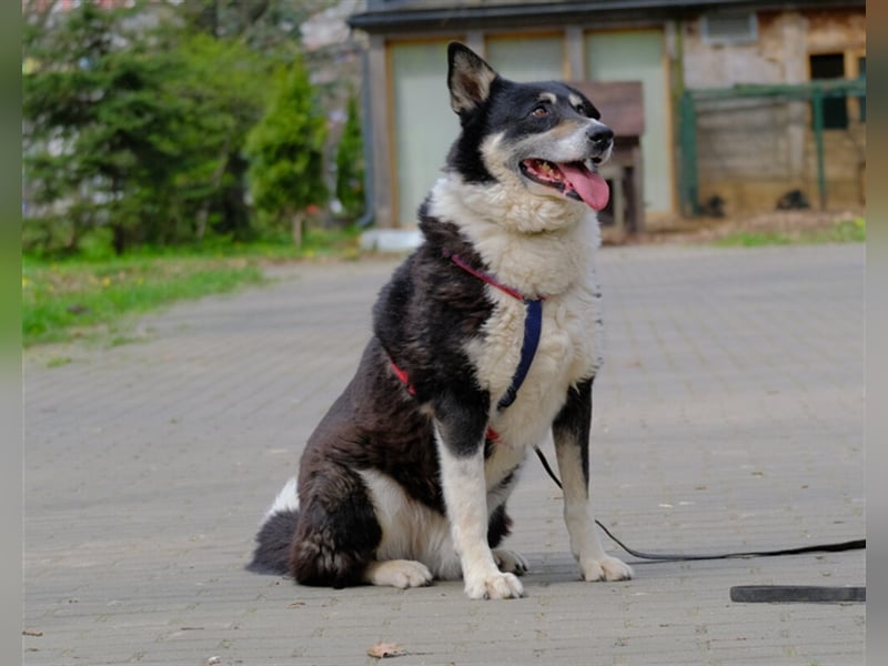 Bobby ❤️ möchte endlich das Tierheim gegen eine Familie tauschen
