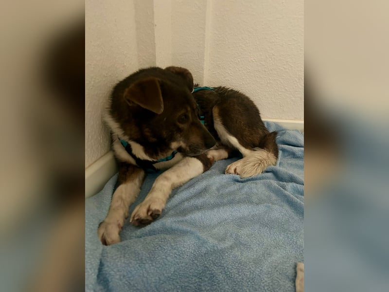 Feine junge Hündin Brownie ❤️ aus dem Tierschutz in 22307 Hamburg