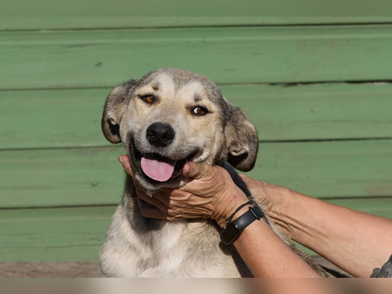 Lusya ❤️ Sanfte Hündin mit großem Herzen sucht ein liebevolles Zuhause