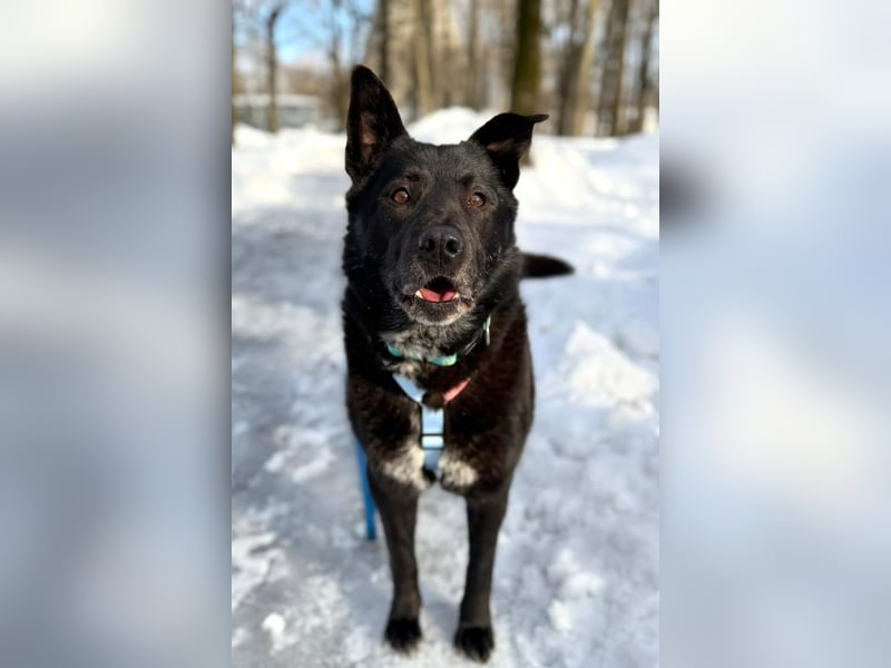 Ikar ❤️ ein ruhiger Gentleman mit großem Herz sucht sein Zuhause