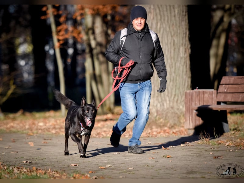 Starker Rüde King aus dem Tierschutz sucht standfeste  Menschen